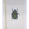 Insect in hars #24 7 x 4cm