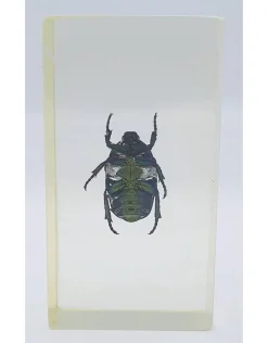Insect in hars #24 7 x 4cm