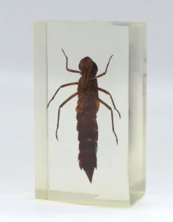 Insect in hars #31 7 x 4cm