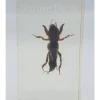 Insect in hars #22 7 x 4cm