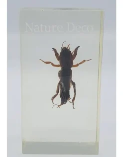 Insect in hars #22 7 x 4cm