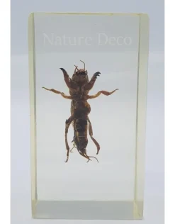 Insect in hars #22 7 x 4cm