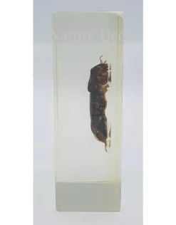 Insect in hars #22 7 x 4cm