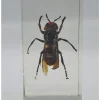 Insect in hars #5 7 x 4cm