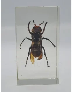 Insect in hars #5 7 x 4cm