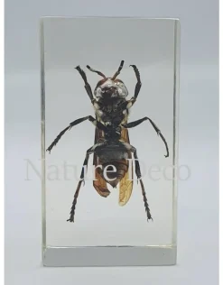 Insect in hars #5 7 x 4cm