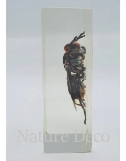Insect in hars #5 7 x 4cm