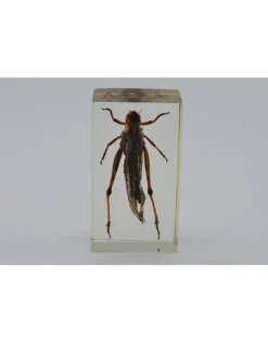 Insect in hars #2 7 x 4cm