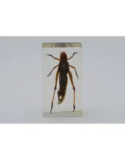 Insect in hars #2 7 x 4cm