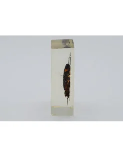 Insect in hars #14 7 x 4cm