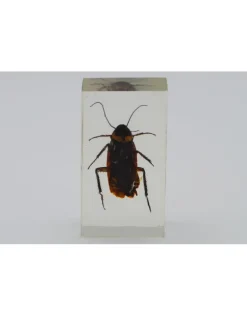 Insect in hars #14 7 x 4cm