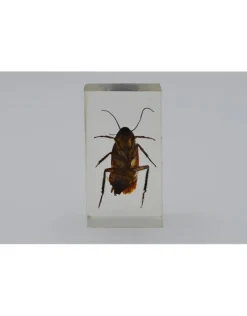 Insect in hars #14 7 x 4cm