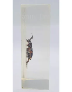 Insect in hars #21 7 x 4cm
