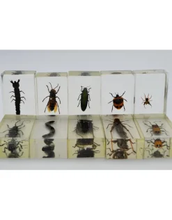 Insect in hars #3 7 x 4cm