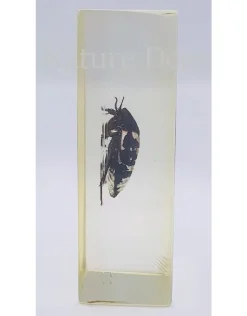 Insect in hars #25 7 x 4cm