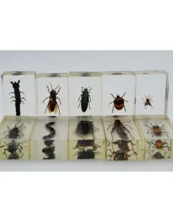 Insect in hars #25 7 x 4cm