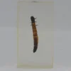 Insect in hars #32 7 x 4cm