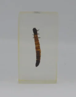 Insect in hars #32 7 x 4cm