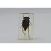 Insect in hars #12 7 x 4cm