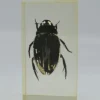 Insect in hars #38 7 x 4cm