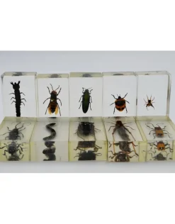 Insect in hars #38 7 x 4cm