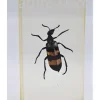 Insect in hars #16 7 x 4cm