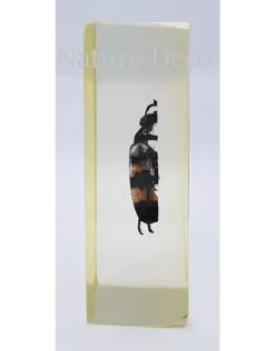Insect in hars #16 7 x 4cm