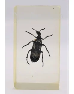 Insect in hars #16 7 x 4cm
