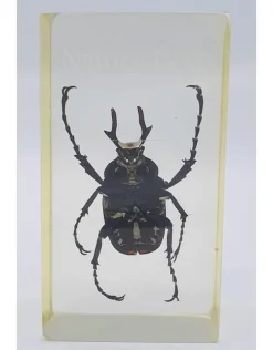 Insect in hars #15 7 x 4cm