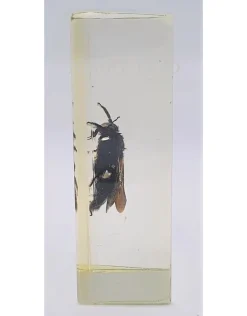 Insect in hars #28 7 x 4cm