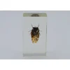 Insect in hars #1 7 x 4cm