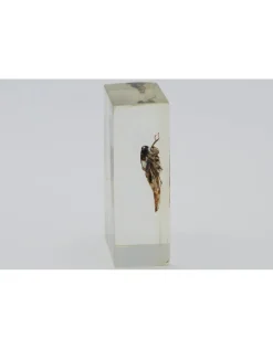 Insect in hars #1 7 x 4cm