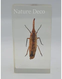 Insect in hars #7 7 x 4cm