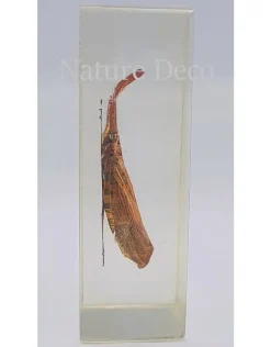Insect in hars #7 7 x 4cm