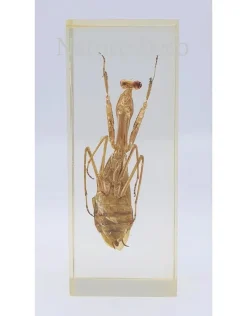 Insect in hars #27 10,5x 4,5 cm XL