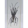 Insect in hars #29 10,5x 4,5 cm XL