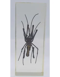 Insect in hars #29 10,5x 4,5 cm XL