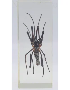 Insect in hars #29 10,5x 4,5 cm XL