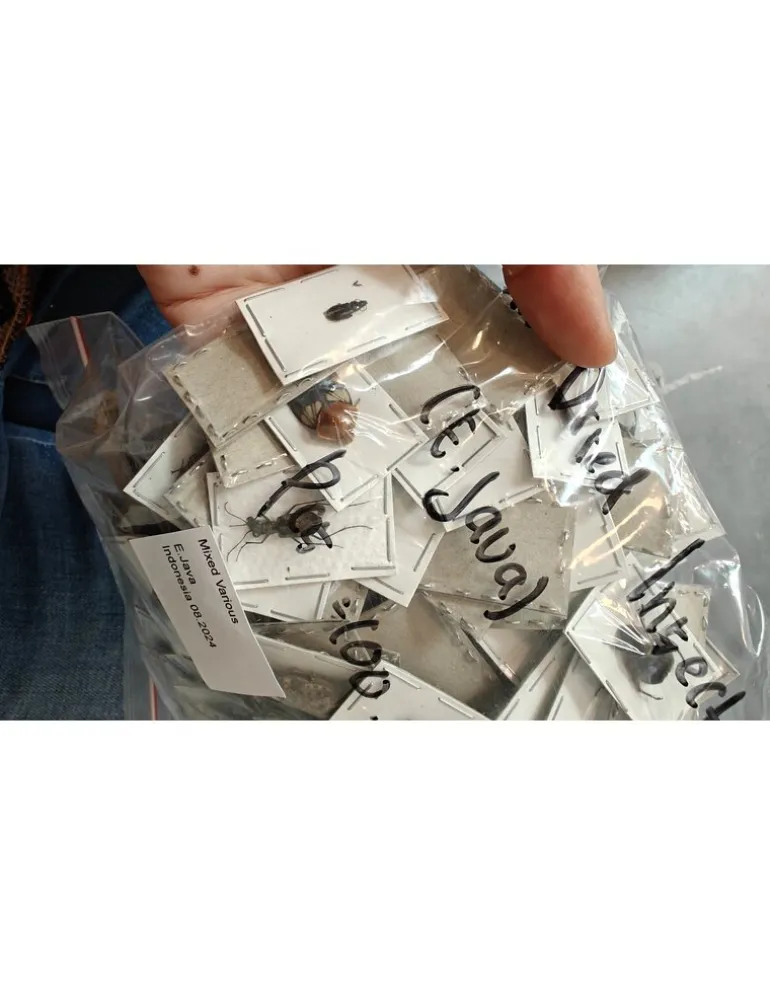 Insect mix 100 stuks