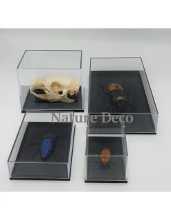 Insecten box doos showcase vitrine acrylaat model M4