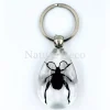 Insecten sleutelhanger #5
