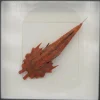 Jaggedhead Gurnard rood in luxe 3D lijst 21,5 x 21,5cm