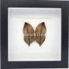 Kallima inachus (Dead Leaf Butterfly) onderkant in luxe 3D lijst 17 x 17 cm