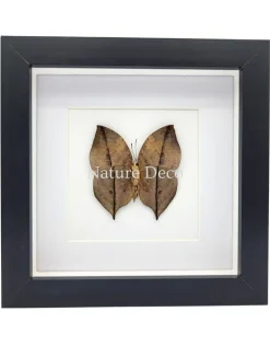 Kallima inachus (Dead Leaf Butterfly) onderkant in luxe 3D lijst 17 x 17 cm