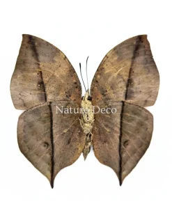Kallima inachus (Dead Leaf Butterfly) onderkant in luxe 3D lijst 17 x 17 cm