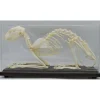 Katten skelet in box