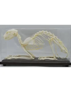 Katten skelet in box