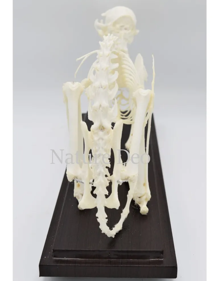 Katten skelet in box