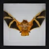 Kerivoula Picta (vleermuis) in luxe 3D lijst 22 x 22cm