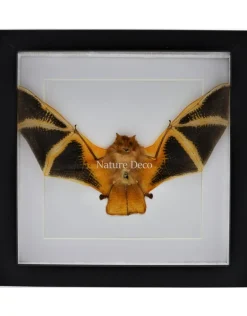 Kerivoula Picta (vleermuis) in luxe 3D lijst 22 x 22cm